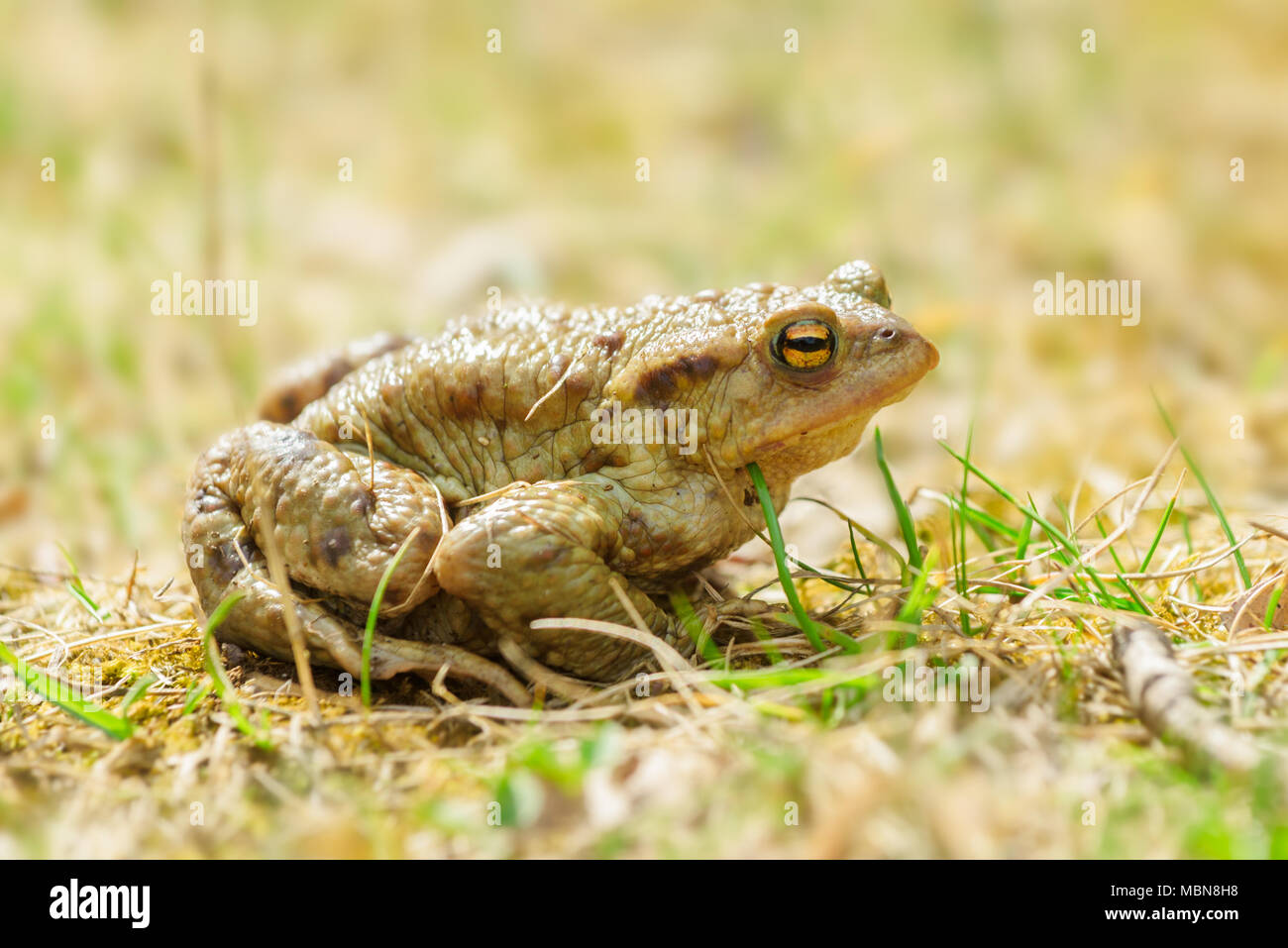 The Common Toad, European Toad, Toad - Bufo Bufo, is an amphibian found throughout most of Europe, in the western part of North Asia, and in a small p Stock Photo
