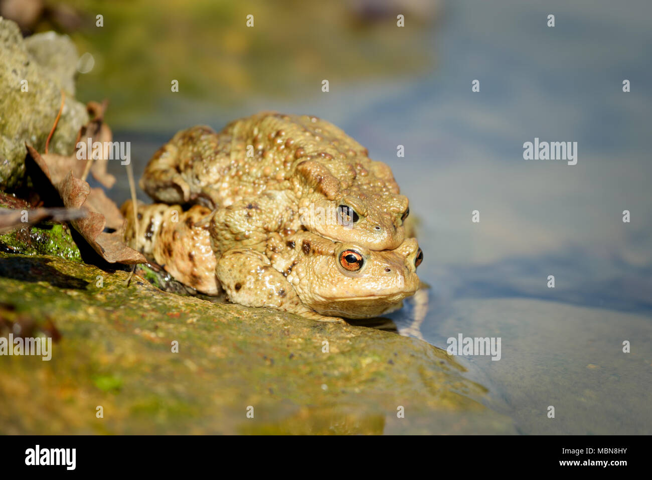 The Common Toad, European Toad, Toad - Bufo Bufo, is an amphibian found throughout most of Europe, in the western part of North Asia, and in a small p Stock Photo