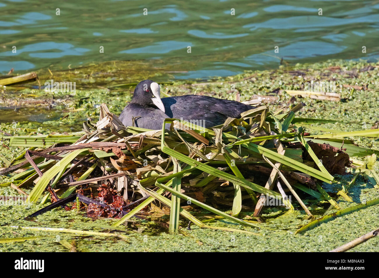 coot in the nest while hatching its eggs Stock Photo