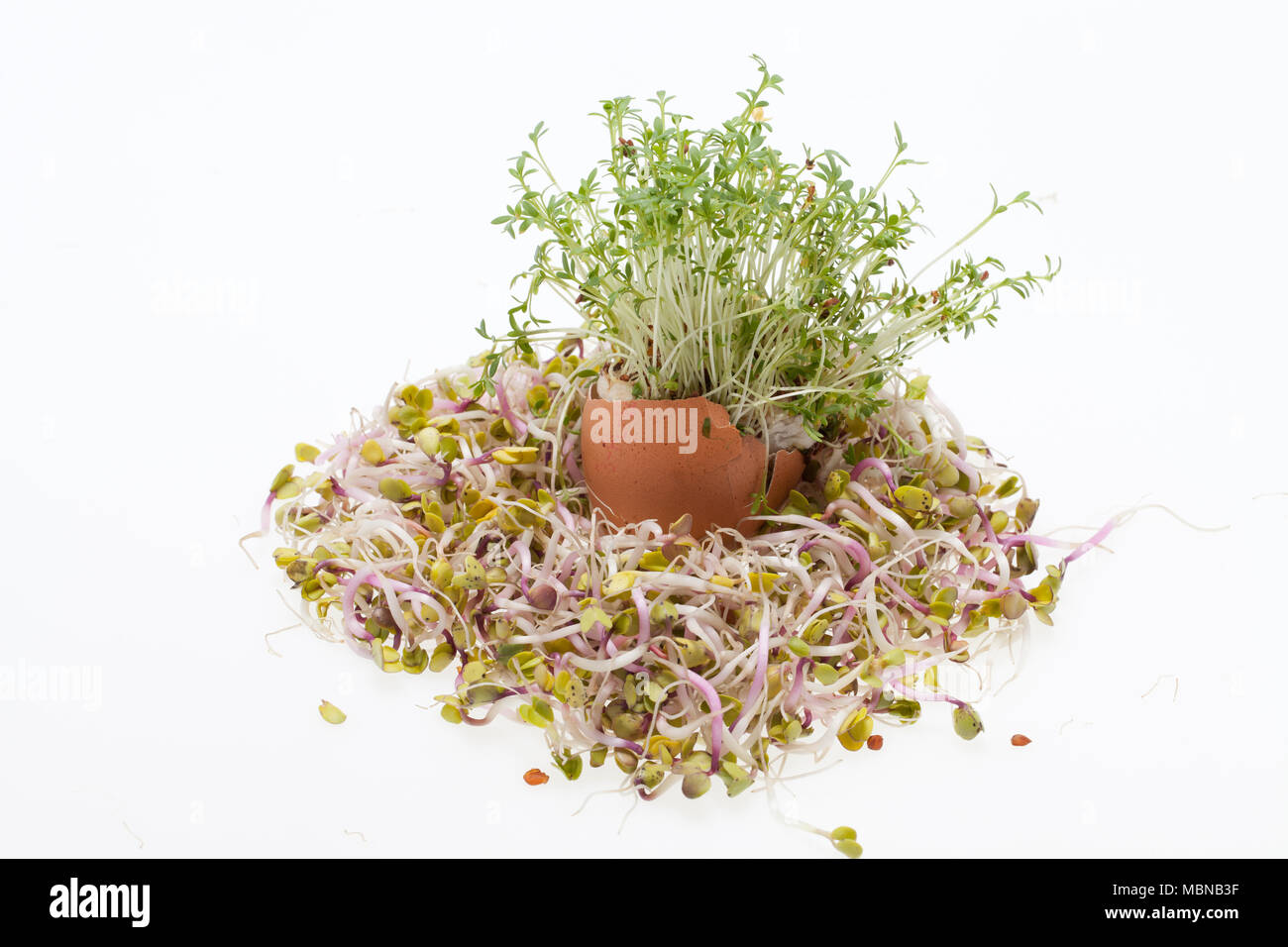 Fresh Alfalfa Sprouts and Spring Easter Egg Stock Photo Alamy