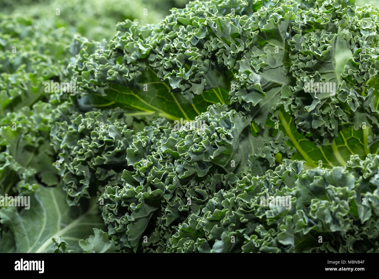 A healthy fresh curly kale Stock Photo Alamy