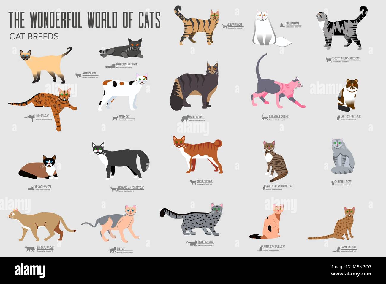 Set Of Cute Cats Icons, Vector Flat Illustrations. Animals Breeds