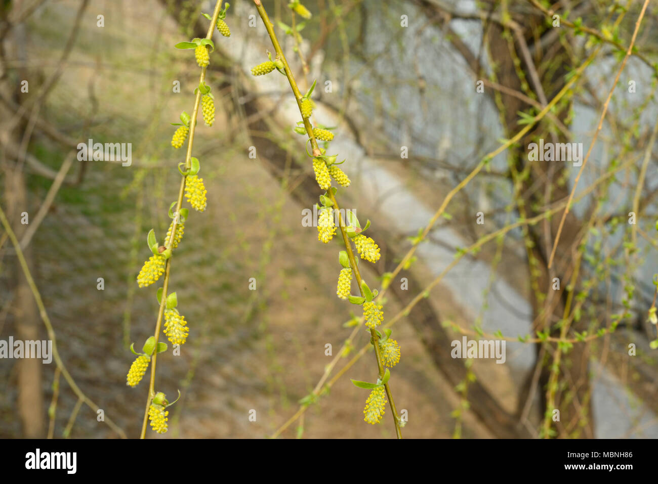 Large Willow Tree High Resolution Stock Photography and Images - Alamy
