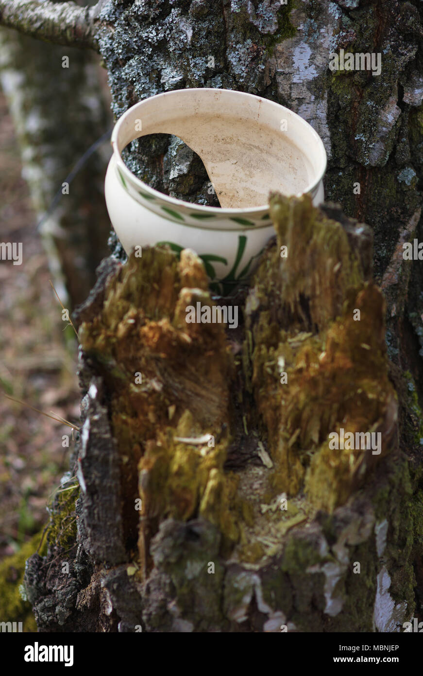 broken ceramic plant pot in crotch Stock Photo Alamy