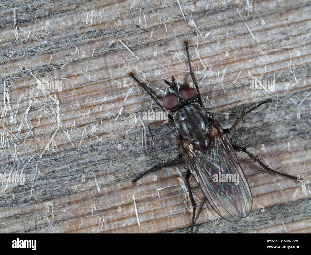 Macro shot of a fly (Diptera) on a wooden outdoor in Redmond, WA, USA Stock Photo