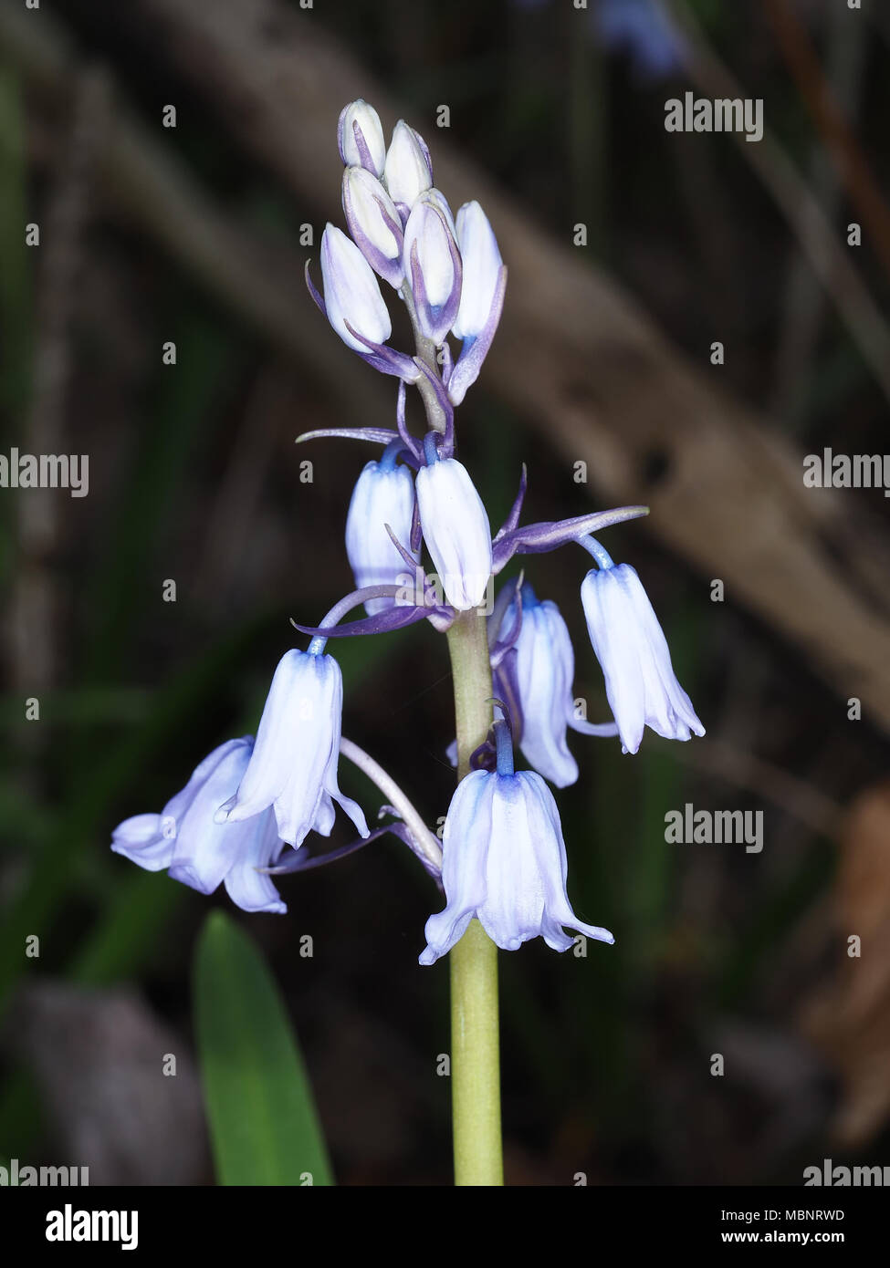 Spanish bluebell (Hyacinthoides ×variabilis or Hyacinthoides hispanica) flowers close-up Stock Photo