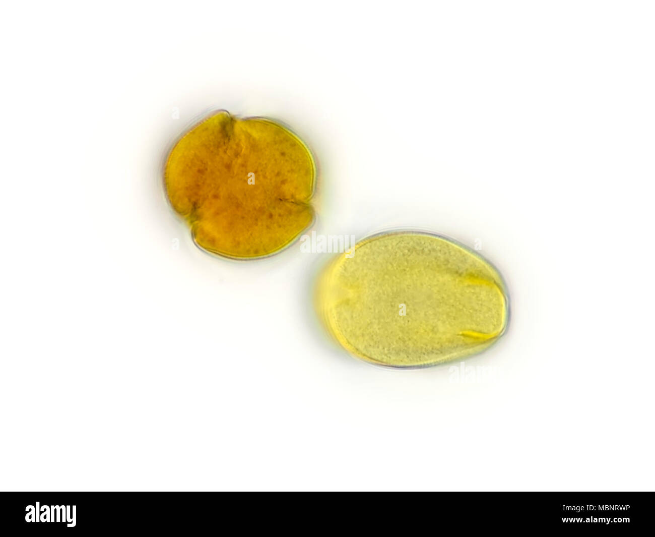 Light micrograph of 2 differently-oriented pollen grains (probably fruit tree pollen) from an air sample, pictured area is about 170 microns wide Stock Photo