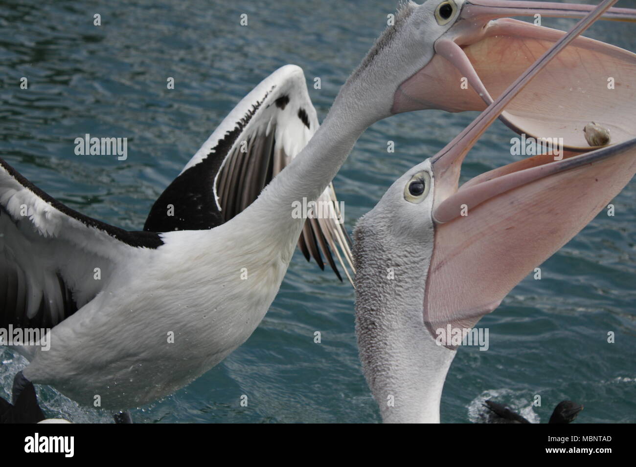 An action shot of some pelicans being fed in the canals in Mooloolaba, Queensland, Australia. Stock Photo