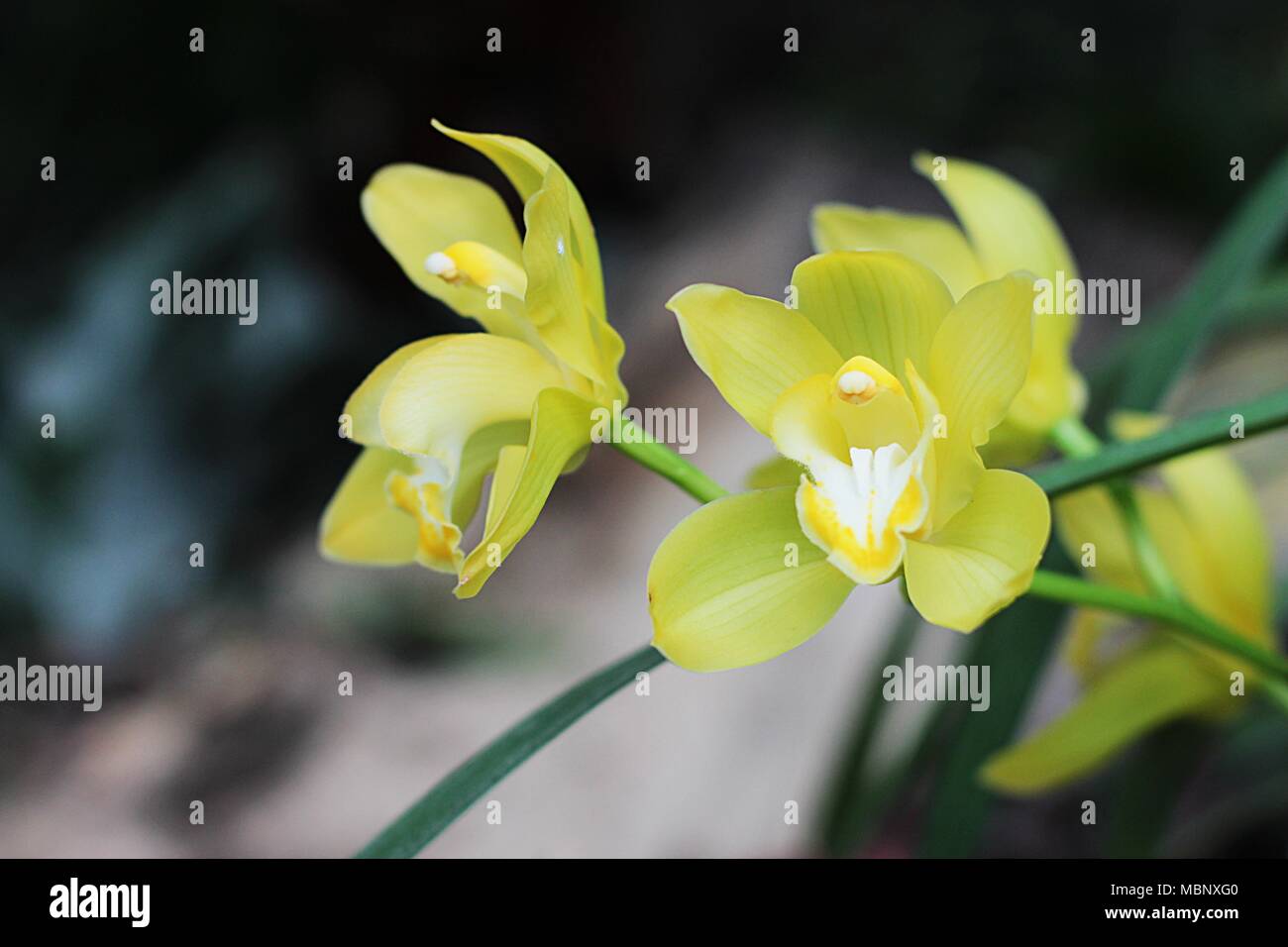 Yellow flowers of Cymbidium orchid Stock Photo