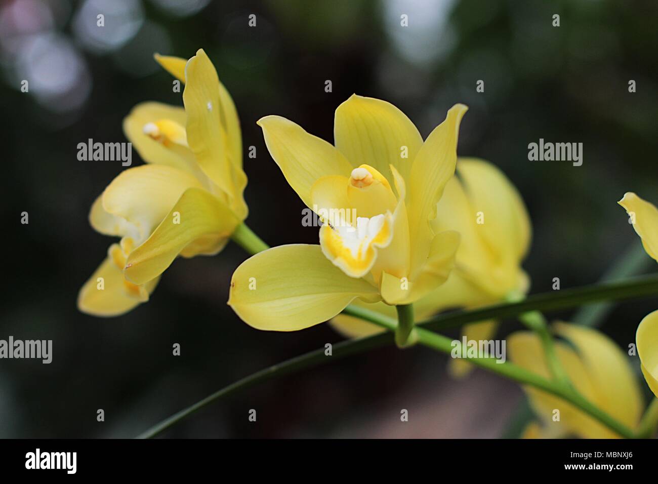 Yellow flowers of Cymbidium orchid Stock Photo