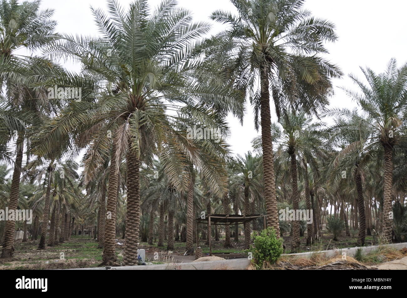 Palm Tree Farm Stock Photo