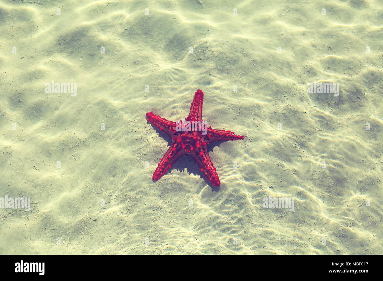 starfish in water with light reflection vintage background for design and creativity can be used as cover for brochures or wallpapers stock photo alamy
