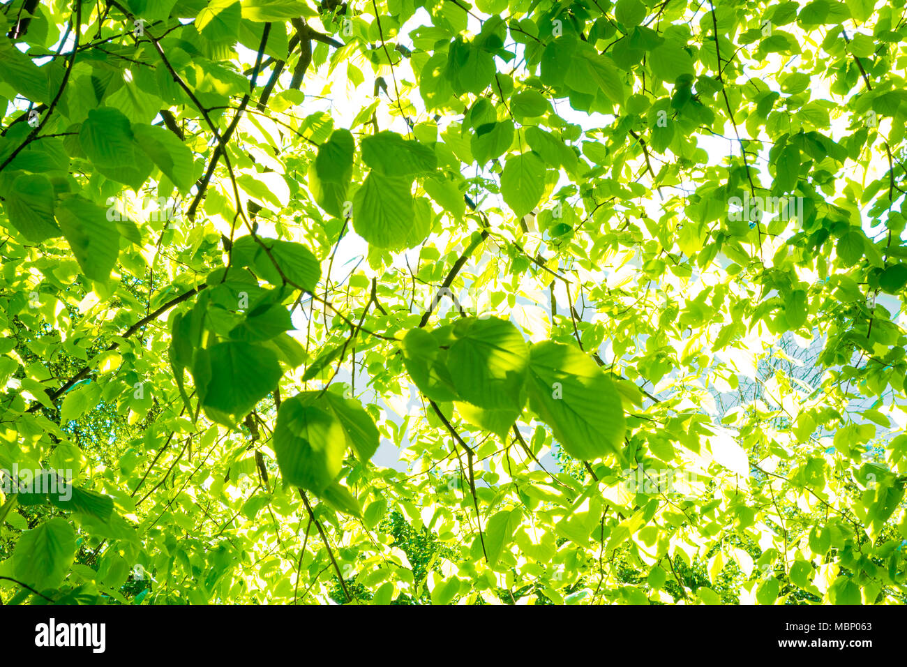 Nature spring summer background with green leaves branch and sunlight. Stock Photo