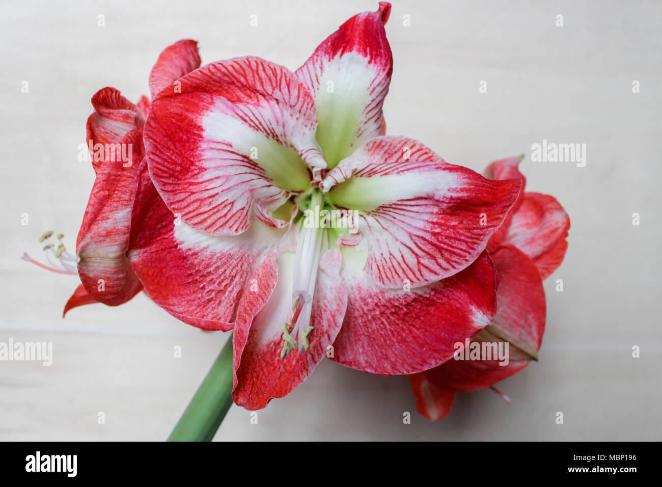 Amaryllis Spartacus isolated with clipping path on bright background Stock Photo