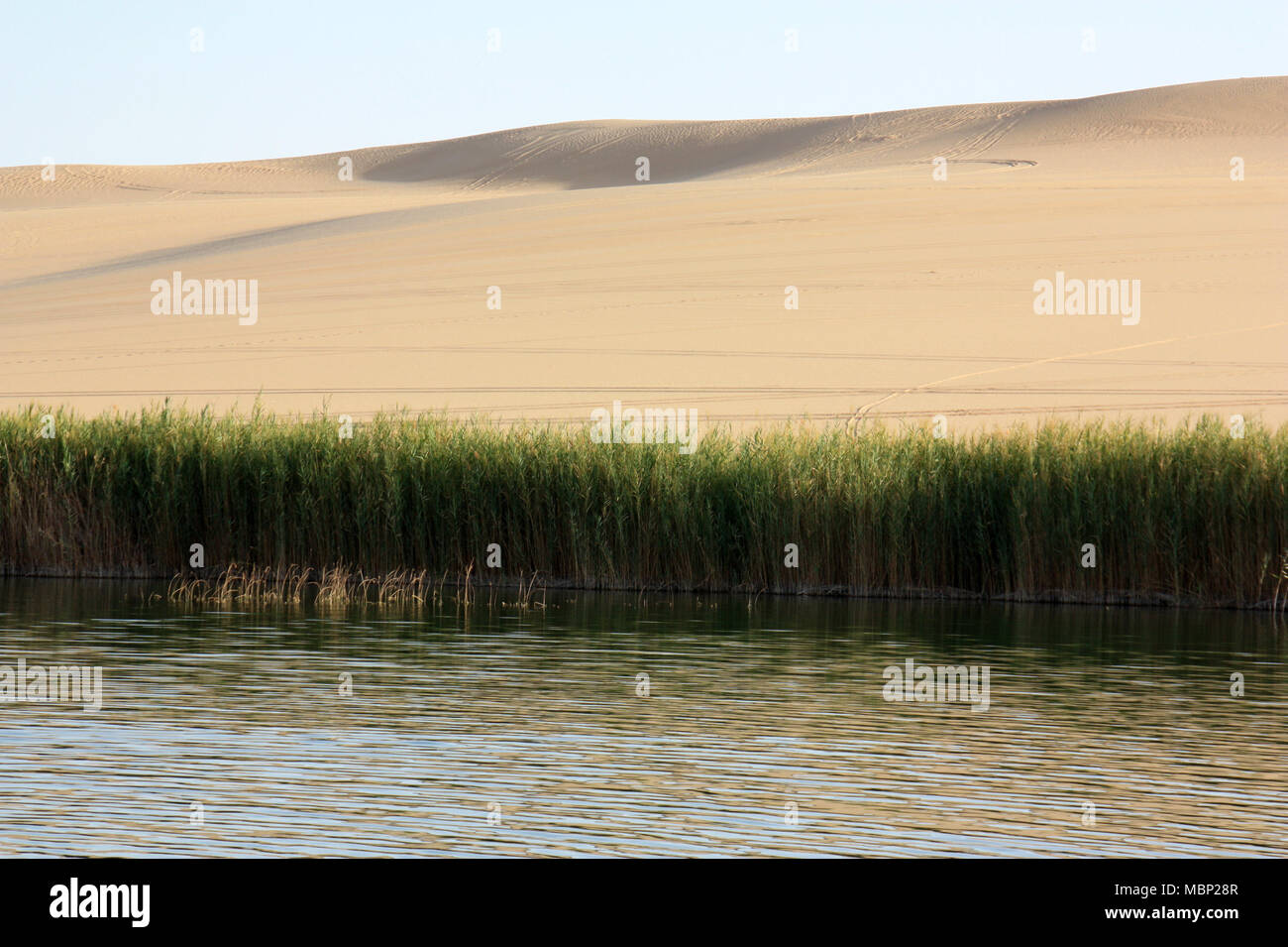A small Fresh Water Oasis surrounded by Reed and Sand Dunes in the Sahara Desert near Siwa Stock