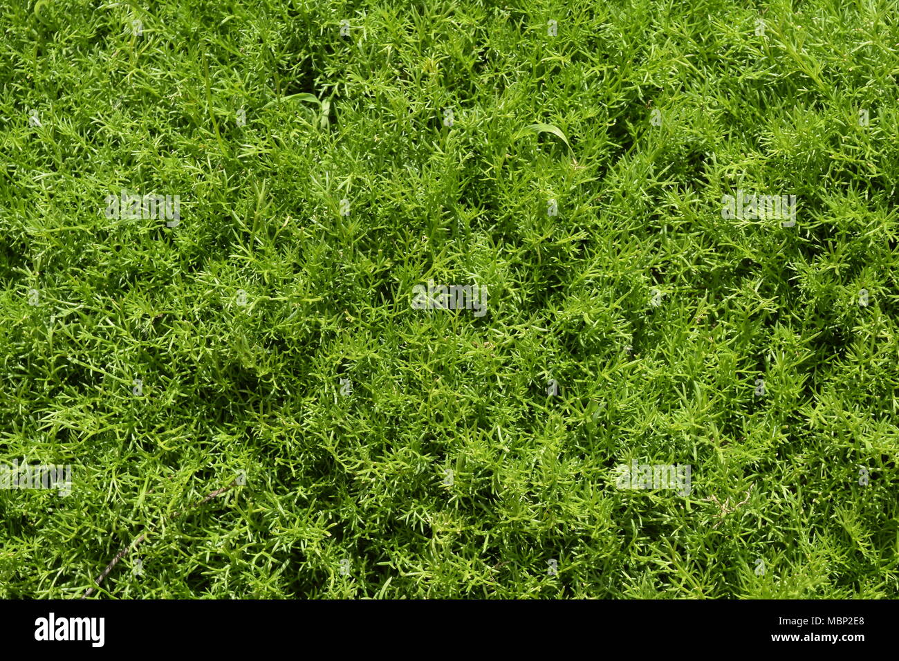 Young Shoots Of Chamomile. Carpet Of Chamomile. Chamomile Leaves Stock ...