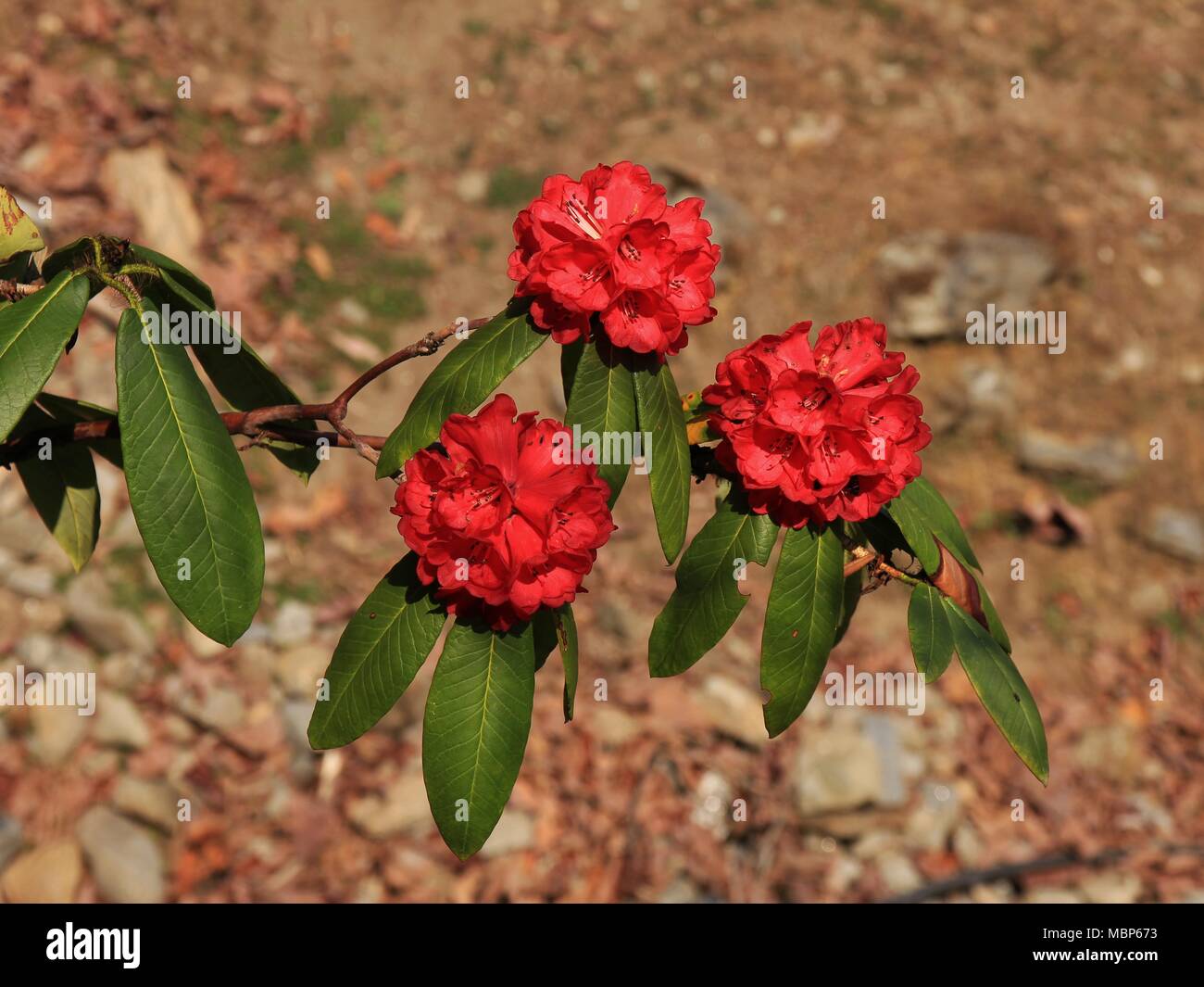 National Flower of Nepal, red rhododendron Stock Photo Alamy