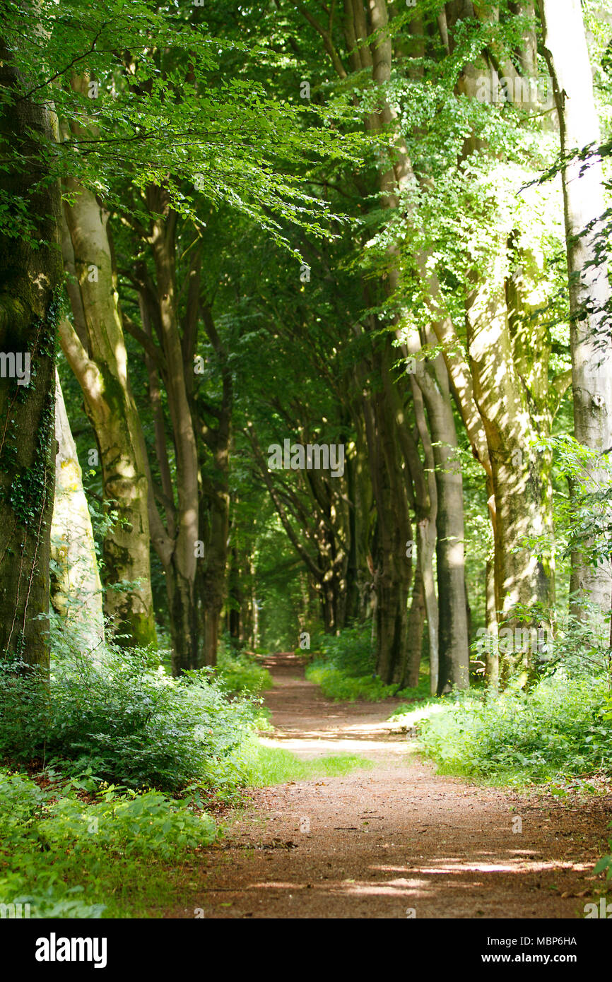 Path in the forest surrounded by trees Stock Photo - Alamy