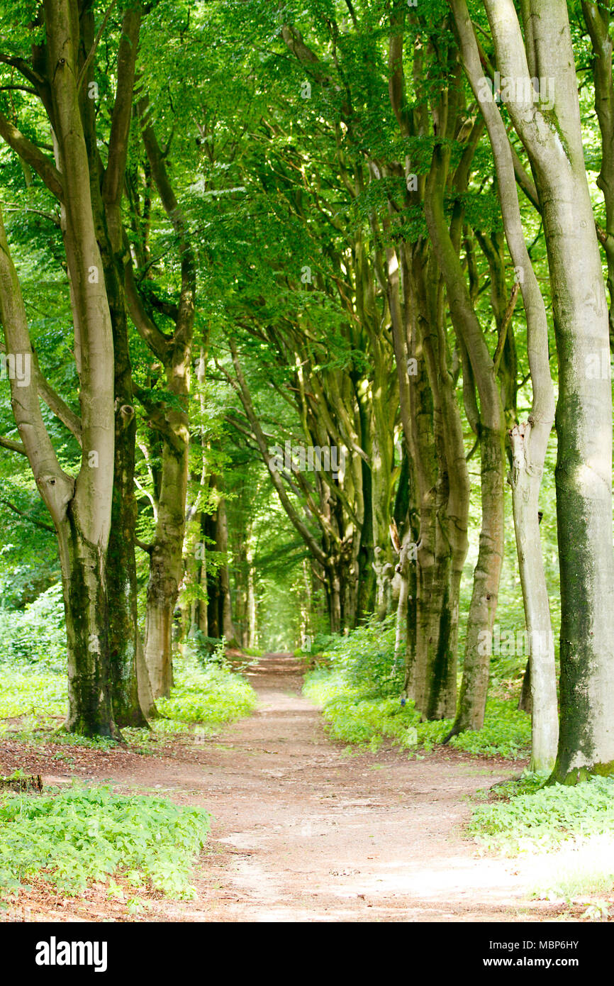 Empty forest path in hi-res stock photography and images - Alamy