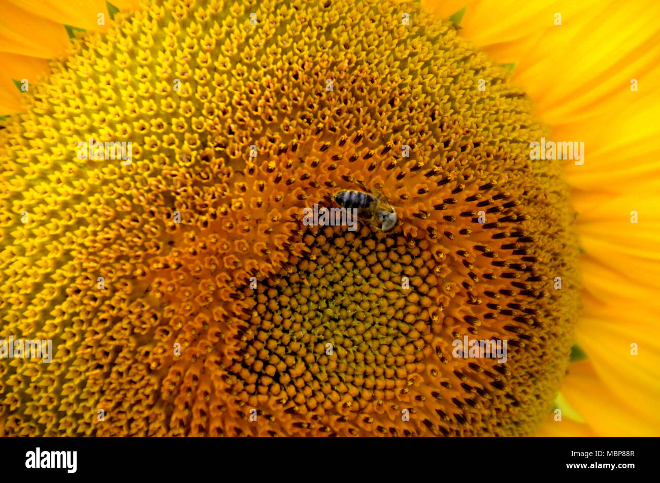 close up of a big yellow sunflower with a bee and petals, can be used as texture or background Stock Photo