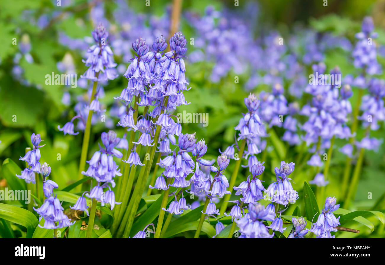 Hyacinthoides x massartiana, a Bluebell which is a hybrid of a native bluebell and Hyacinthoides hispanica, in Spring in the UK. Stock Photo