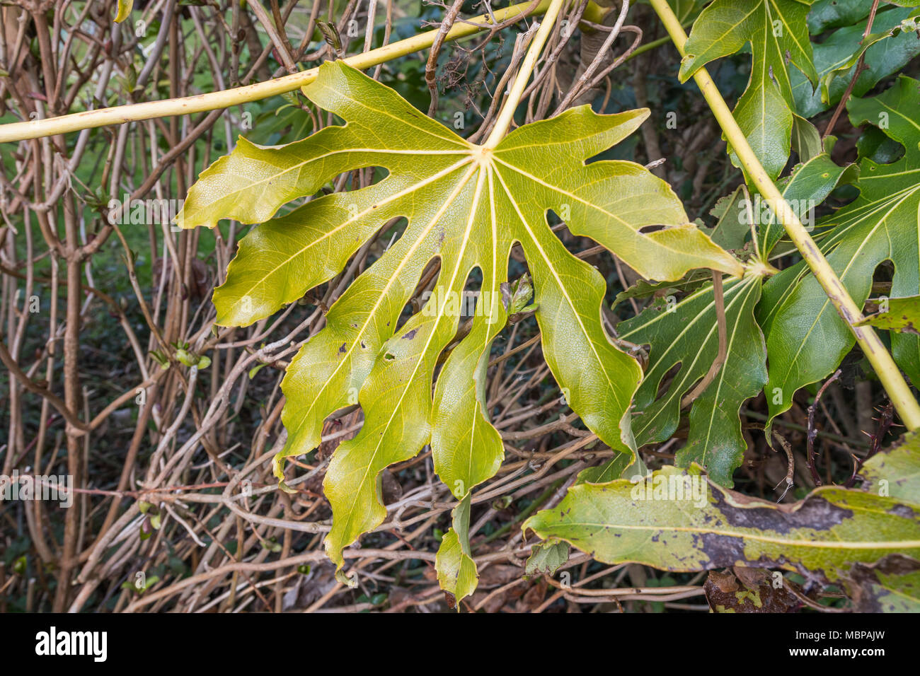 Single large leaf of a Fatsia japonica (Japanese aralia, Castor oil plant) plant in late Winter in West Sussex, England, UK. Stock Photo