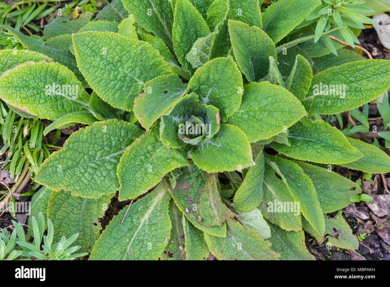 Top down view of leaves from the Digitalis purpurea (Purple Foxglove) plant, which are used to make the heart drug Digitalis. Growing in Spring, UK. Stock Photo