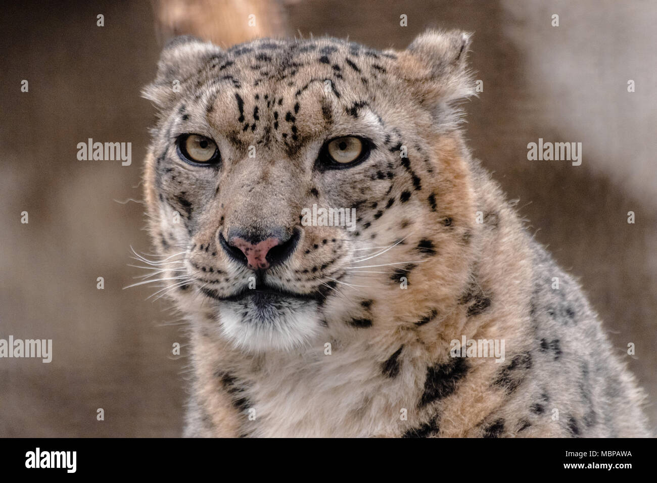 Snow leopard or ounce (Panthera uncia), looking at you Stock Photo - Alamy