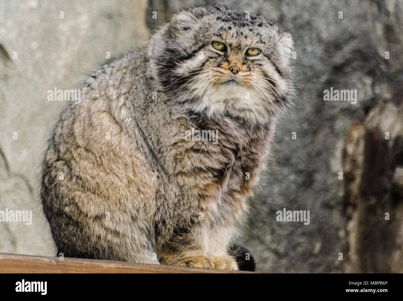 Pallas's cat (Otocolobus manul) Manul cat looking serious at you Stock Photo