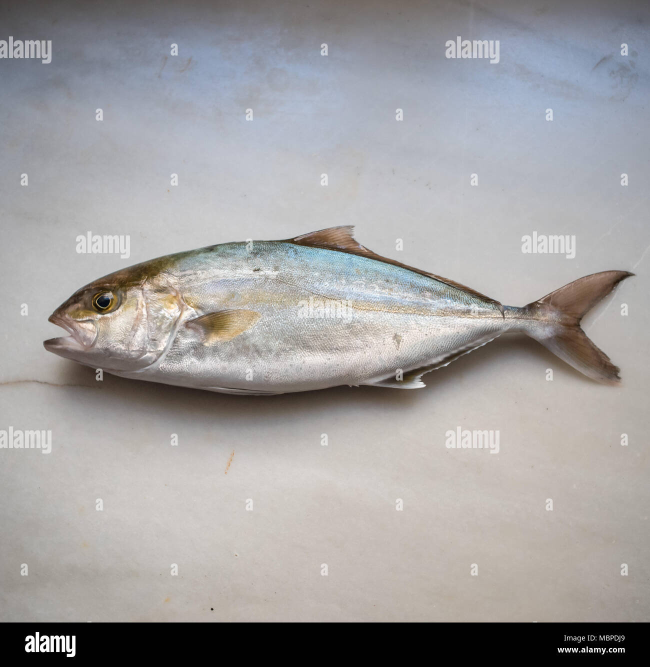 Greater amberjack fish Stock Photo