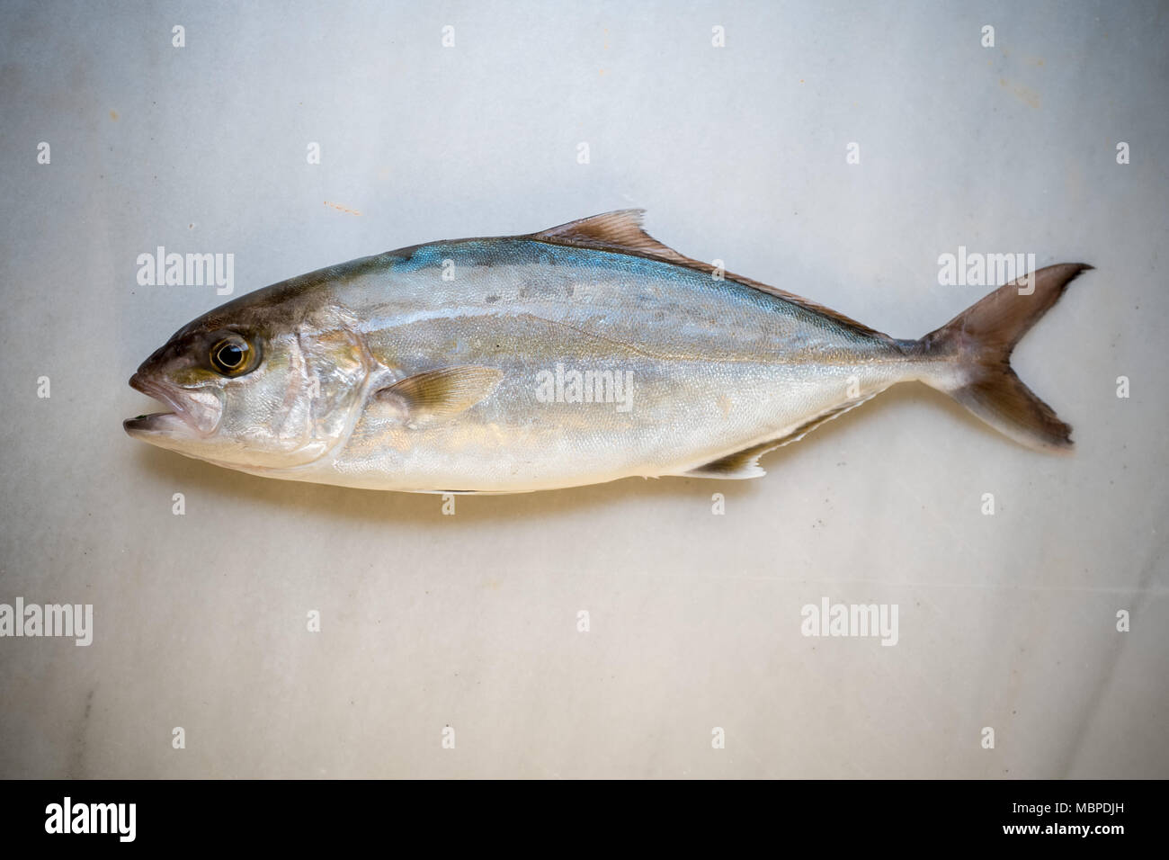 Greater amberjack fish Stock Photo