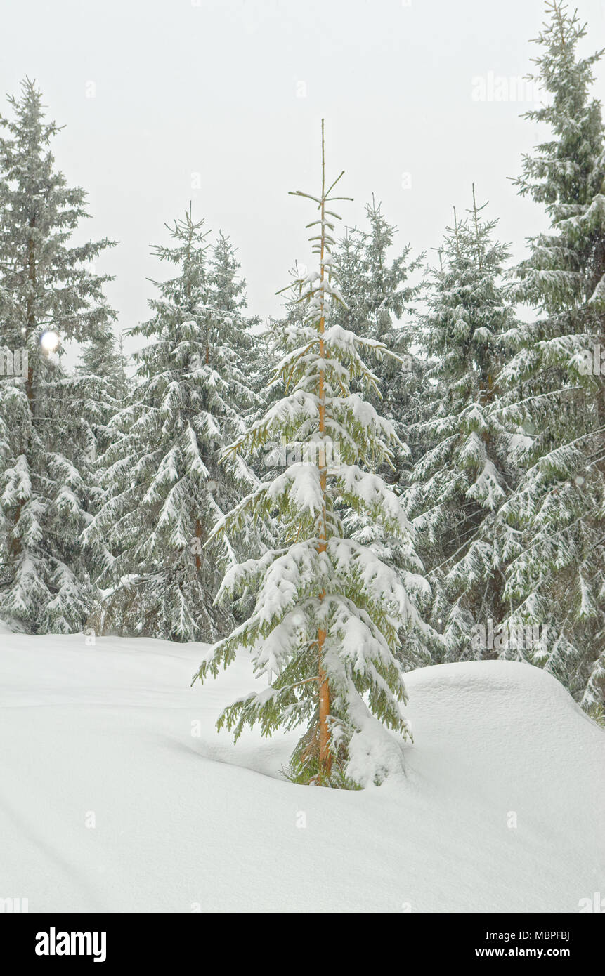 Fir tree in a fresh snow in a winter forest, Harz mountains, Germany