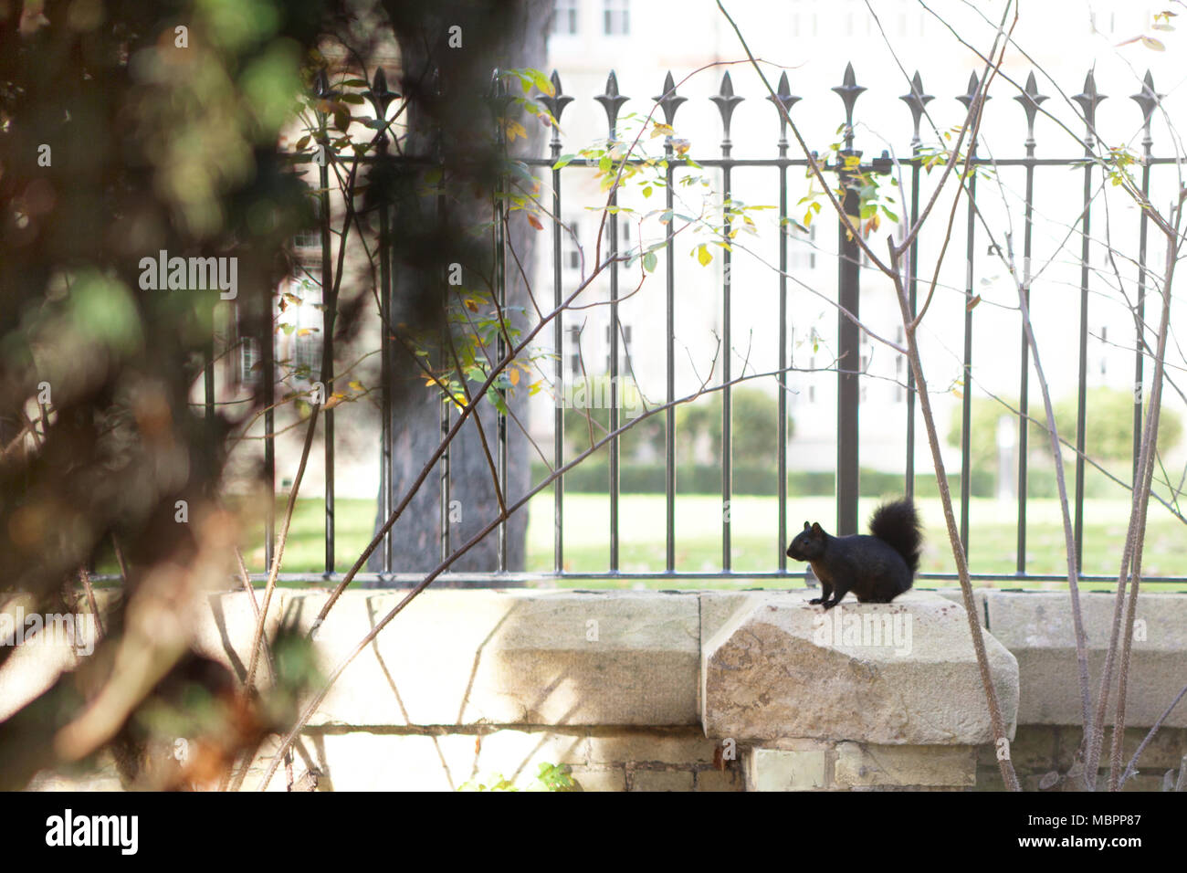 Black squirrel in Fairfield, Bedfordshire, near where this species was first noted in the UK in 1912. it is thought to have been imported from the USA Stock Photo