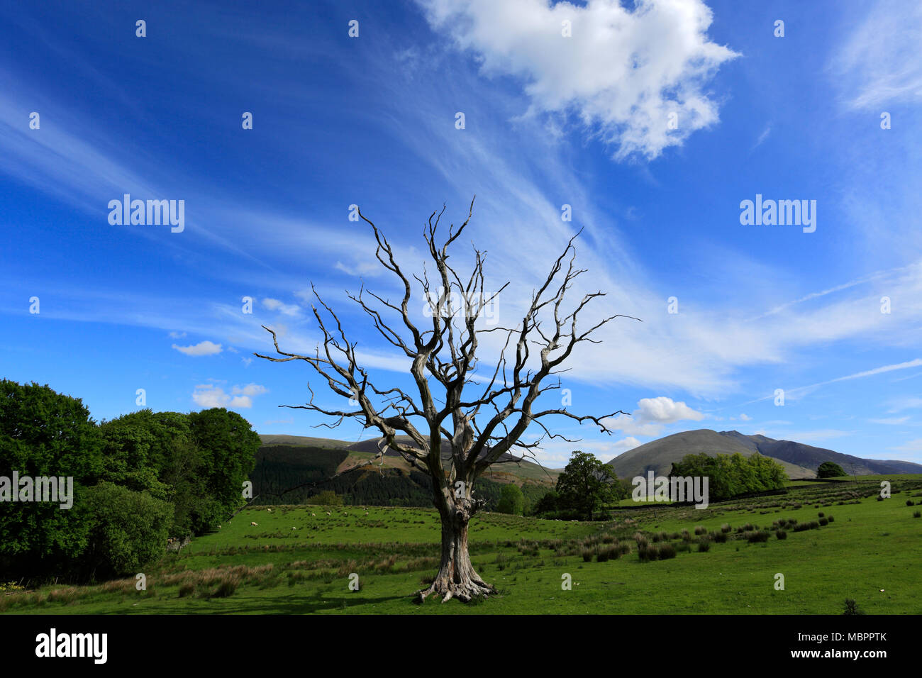 Dead tree near Keswick town, Cumbria, Lake District National Park ...