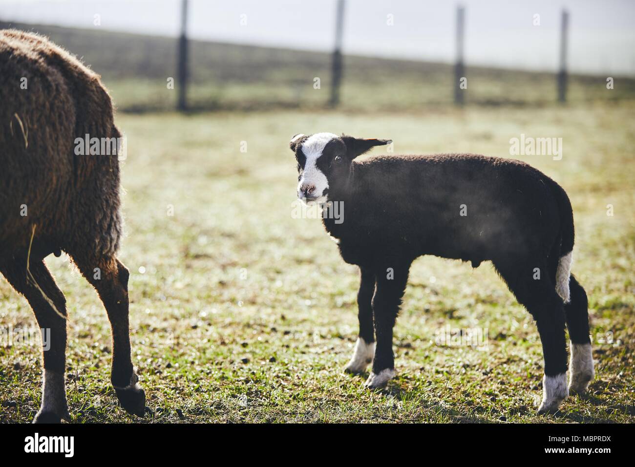 Sunny morning on the rural farm. Lamb behind his mother against pasture and fence. Stock Photo