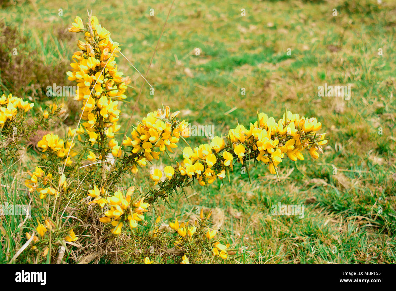 A prickly yellow flowered bush growing prolifically here in the New
