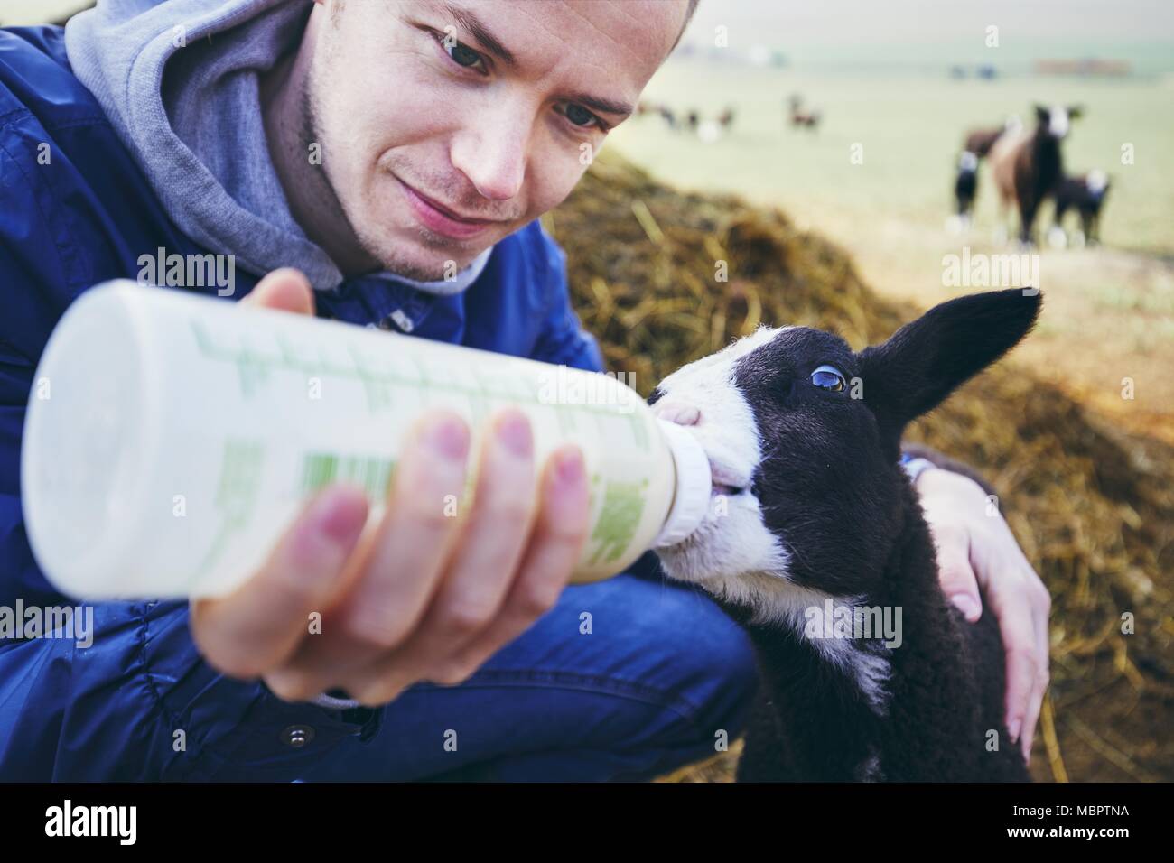 Farmer feeding lamb hires stock photography and images Alamy