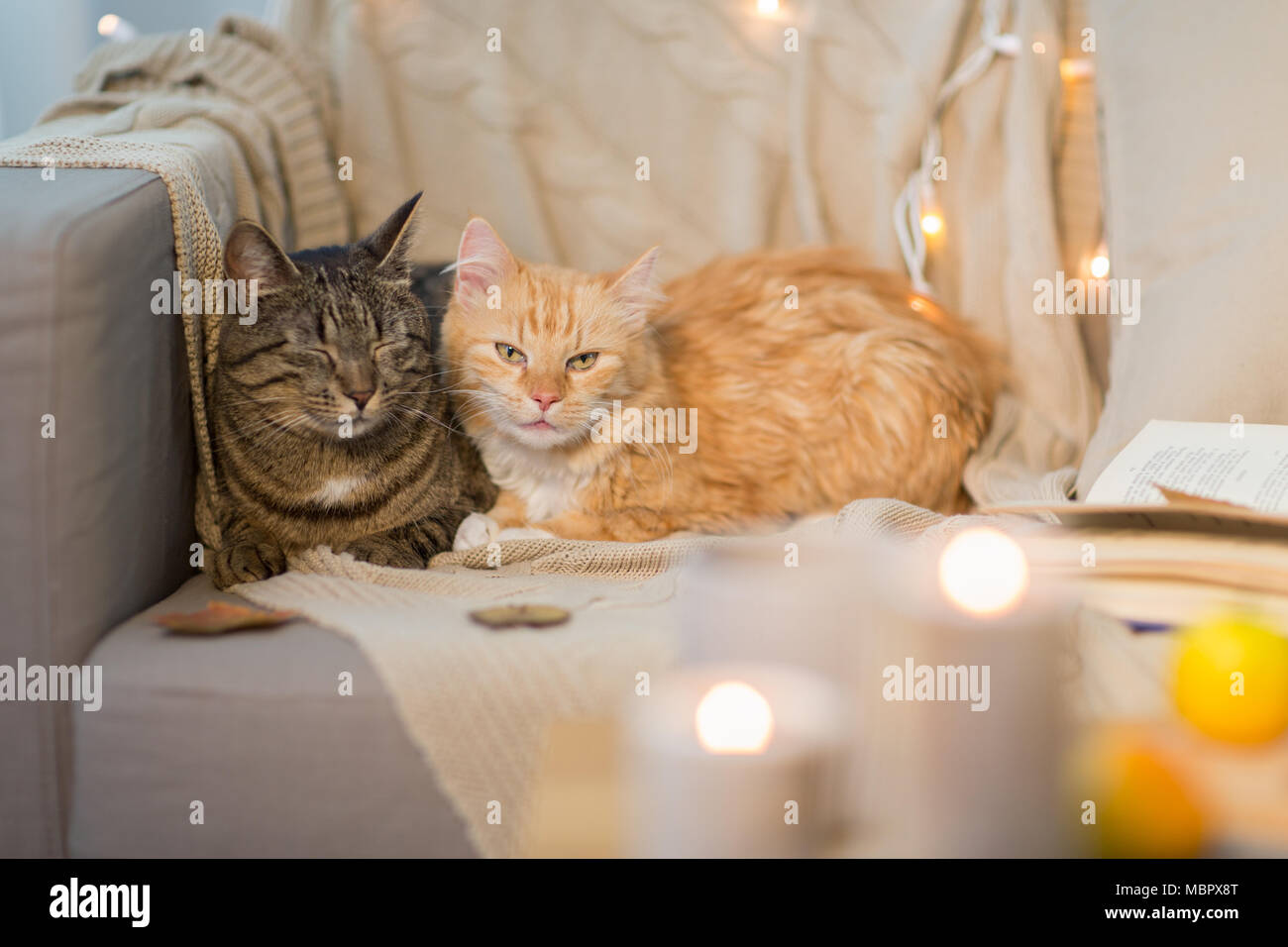 two cats lying on sofa at home Stock Photo