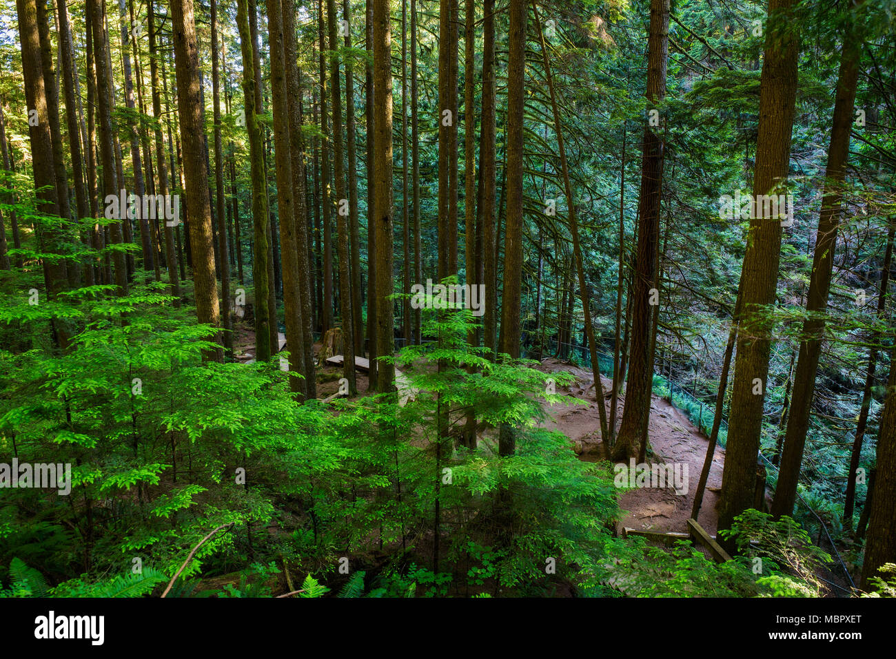 Lynn Canyon park in Vancouver Stock Photo