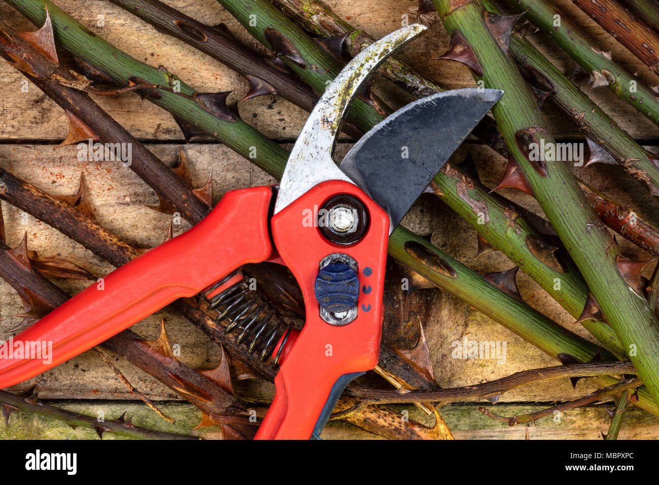 Garden shears hi-res stock photography and images - Alamy