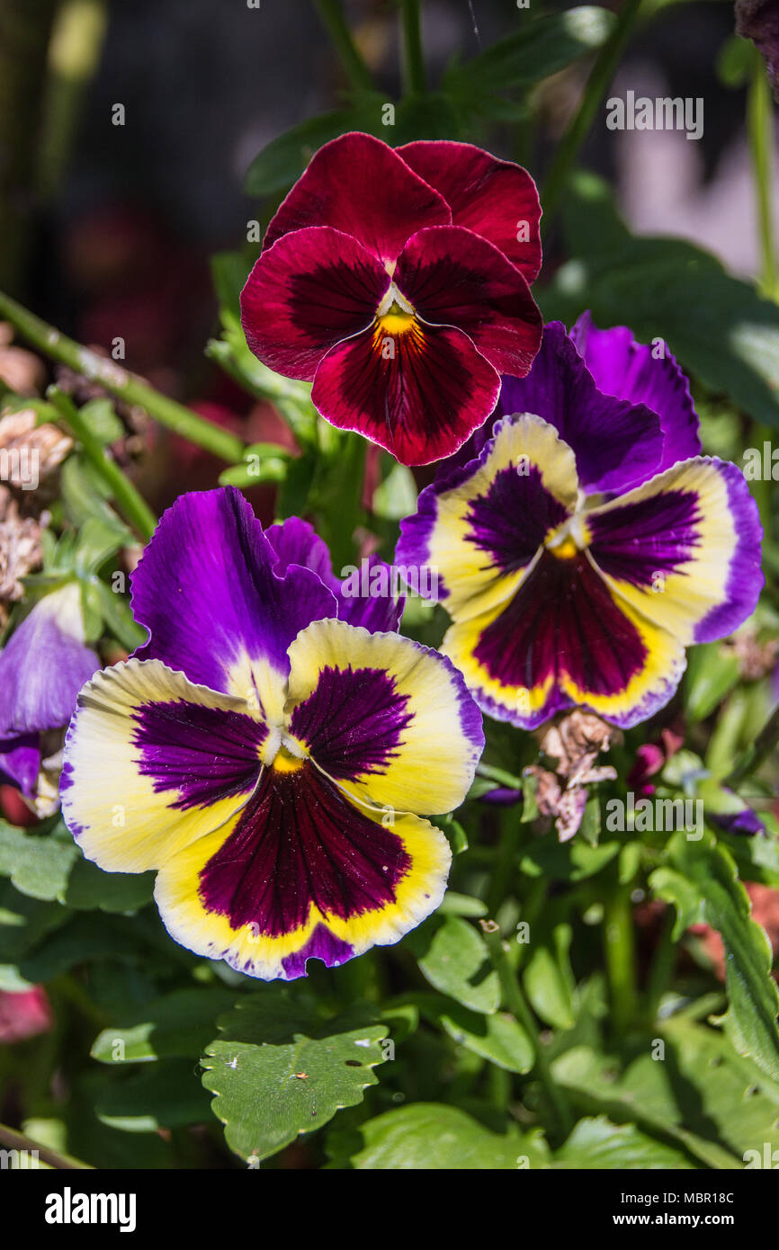 Viola tricolor/pansies in the garden Stock Photo