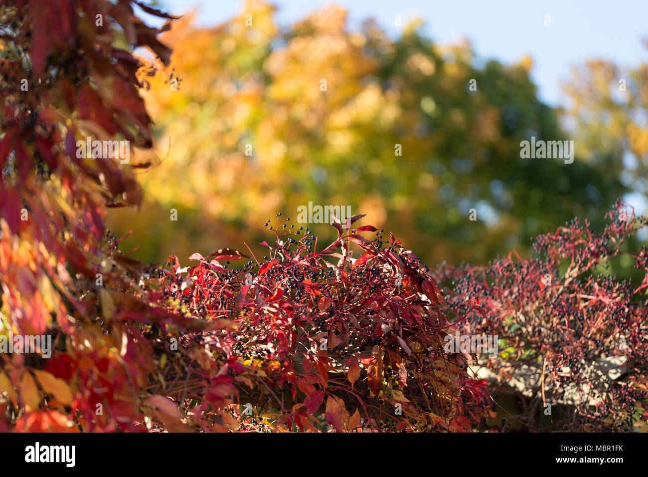 Das Herbstlaub, so bunt und schön wie ein Altweibersommer nur sein kann, wird von der Sonne beschienen. Stock Photo