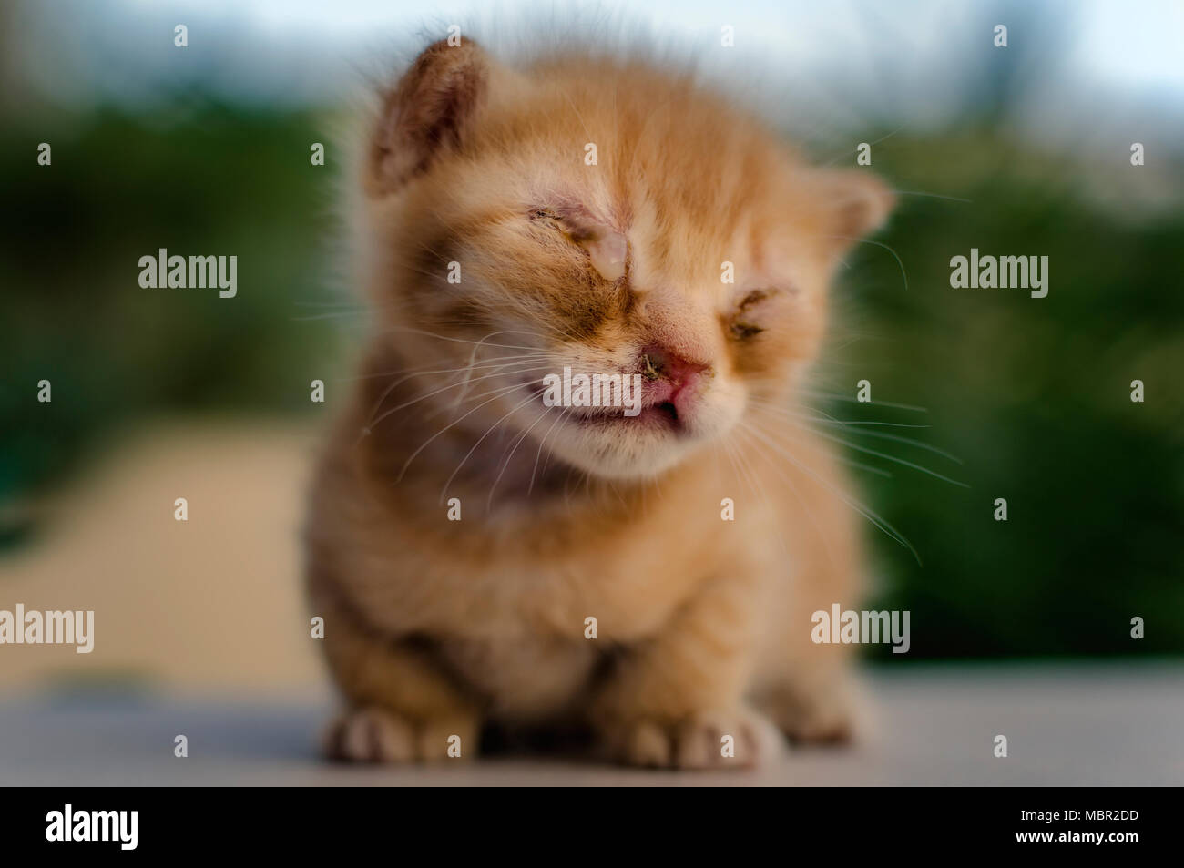 Close up portrait of a cute newborn cat in natural environment Stock Photo