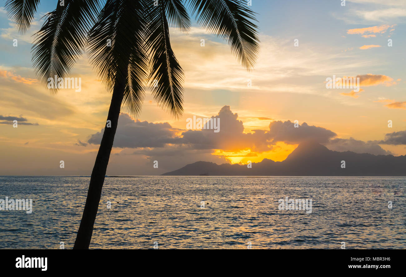 Silhouette of tropical palm tree at sunset. Moorea mountain in the background. Romantic summer vacation concept. Stock Photo