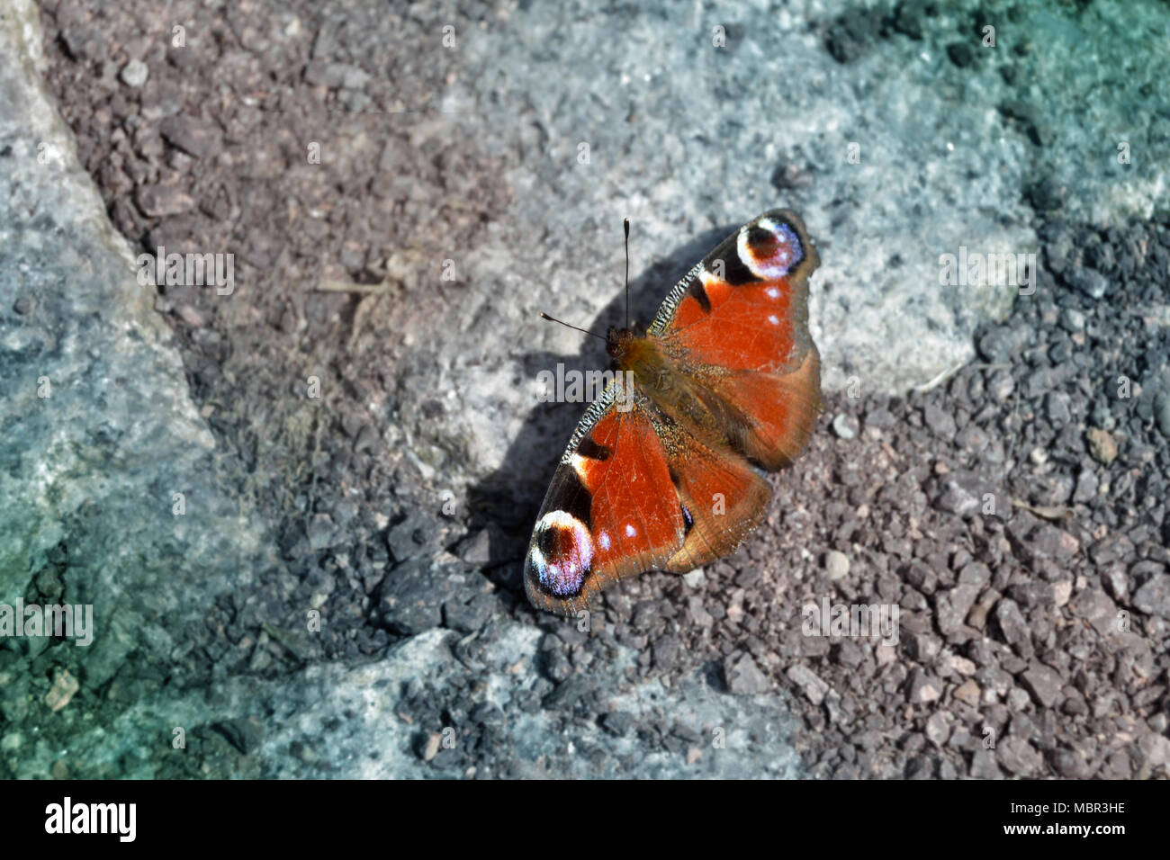 beautiful multicolored butterfly sits on rocks with open wings Stock ...