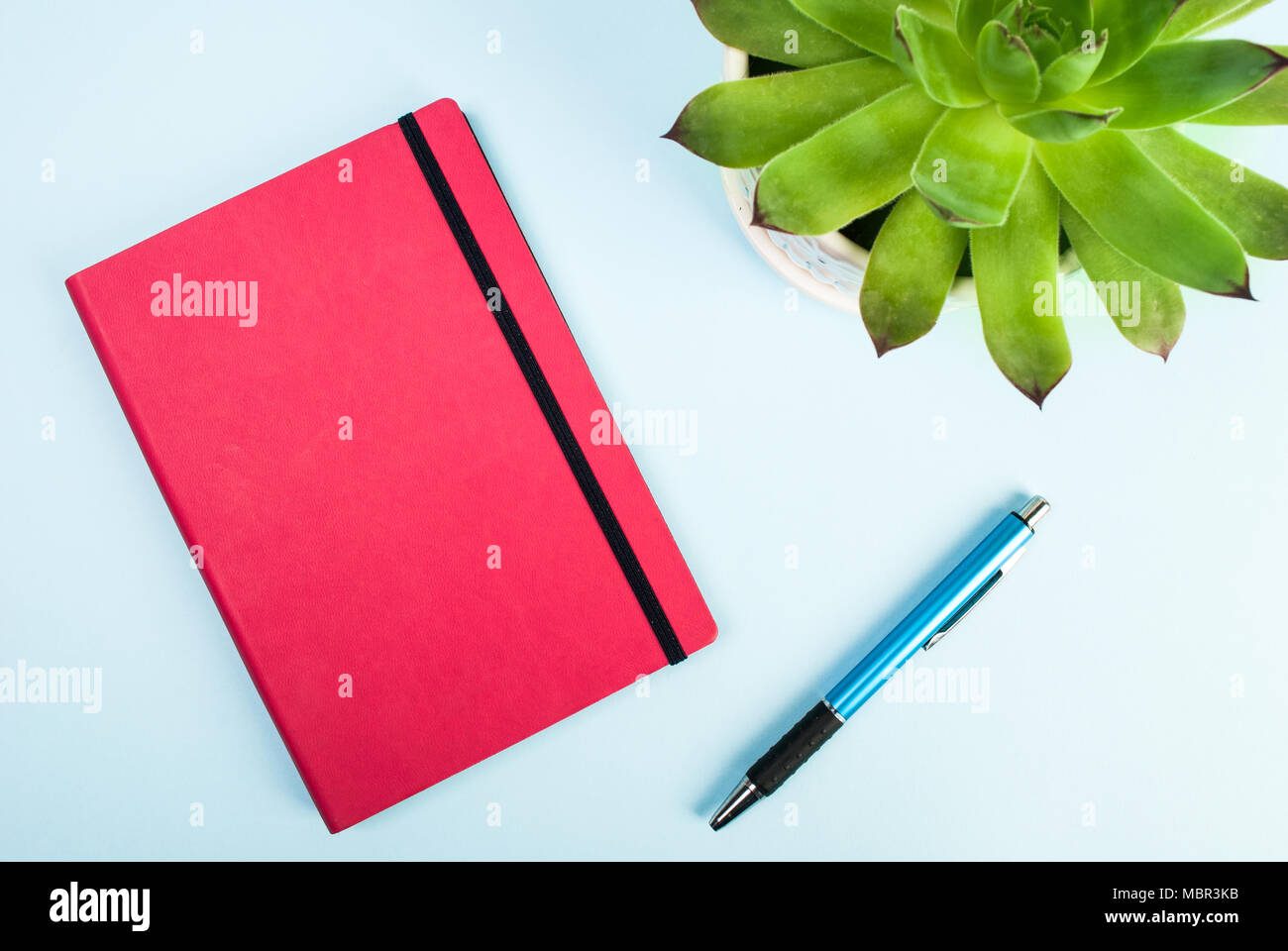Green plant, red notebook, pen close up on blue background. Blog concept and idea Stock Photo