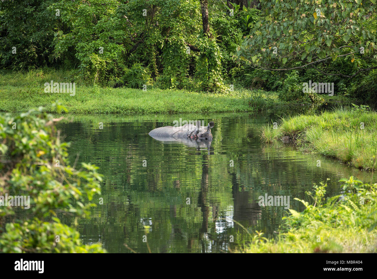 Wild rhino bathing in the river in Jaldapara National Park, Assam state, North East India Stock Photo