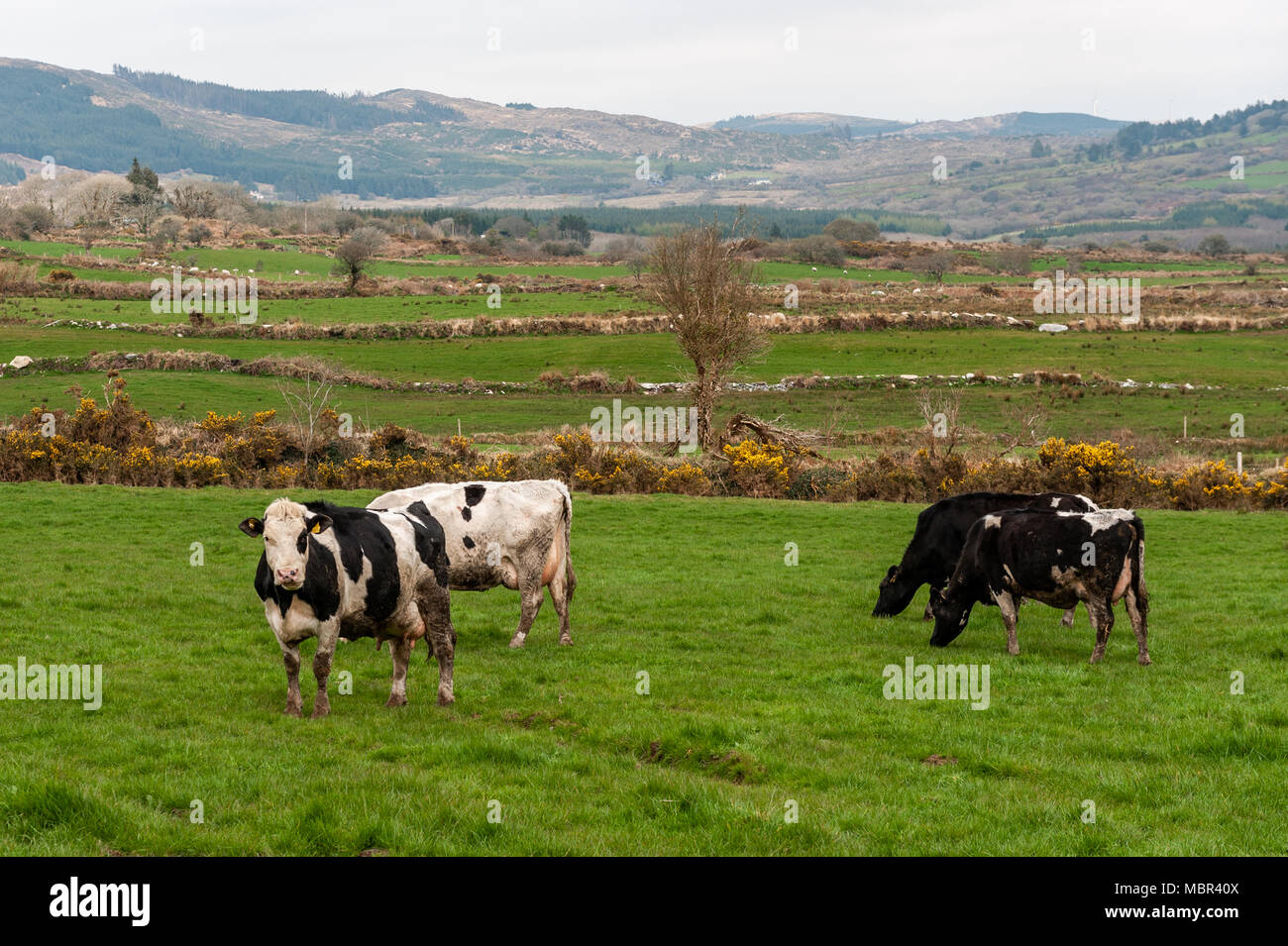 Dairy cows/cattle grazing in a green/grass field during the fodder crisis in Ballydehob, West Cork, Ireland with copy space Stock Photo