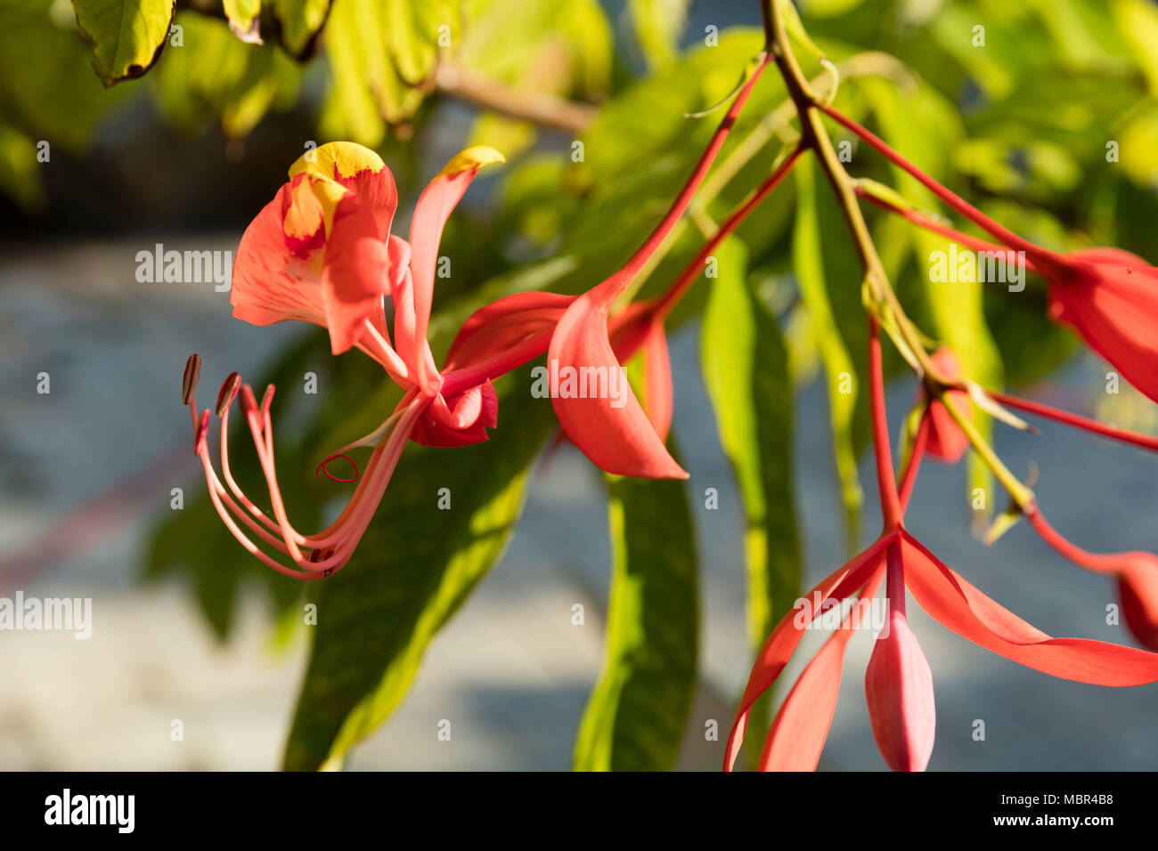 Rarely seen outside its native Myanmar (Burma), the tropical Amherstia Nobilis of the Fabaceae family, Naples Botanical Gardens, Naples, Florida, USA Stock Photo