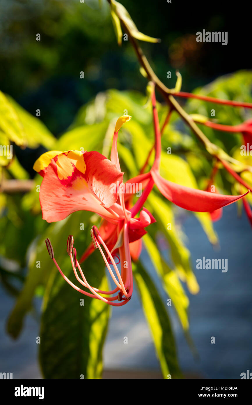 Rarely seen outside its native Myanmar (Burma), the tropical Amherstia ...
